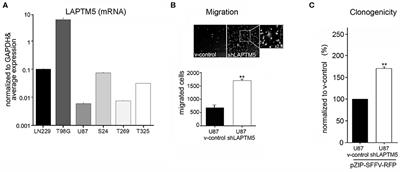 LAPTM5–CD40 Crosstalk in Glioblastoma Invasion and Temozolomide Resistance